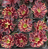 Aeonium 'Superbang'