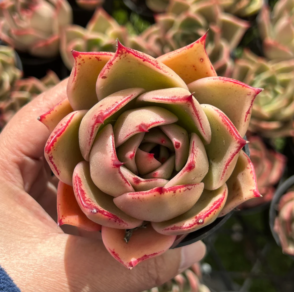 Echeveria 'Jade Star'