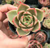 Echeveria 'Jade Star'