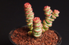 Crassula 'Baby Necklace'  (2heads)