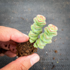 Crassula 'Baby Necklace'  (2heads)