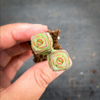 Crassula 'Baby Necklace'  (2heads)