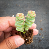 Crassula 'Baby Necklace'  (2heads)