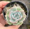 [PACK of 10 PLANTS] x Echeveria Rosanna ( Echeveria colorata x lauii )