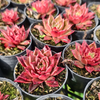 [PACK of 10 PLANTS] x  Echeveria agavoides 'Miranda'