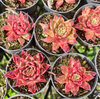 [PACK of 10 PLANTS] x  Echeveria agavoides 'Miranda'