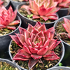 [PACK of 10 PLANTS] x  Echeveria agavoides 'Miranda'