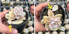[PACK of 10 PLANTS] x Graptopetalum paraguayense ssp. bernalense variegata (VARIEGATED PLANT)