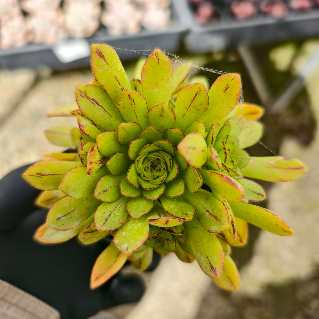 Aeonium 'Cupcake' (w/pup)
