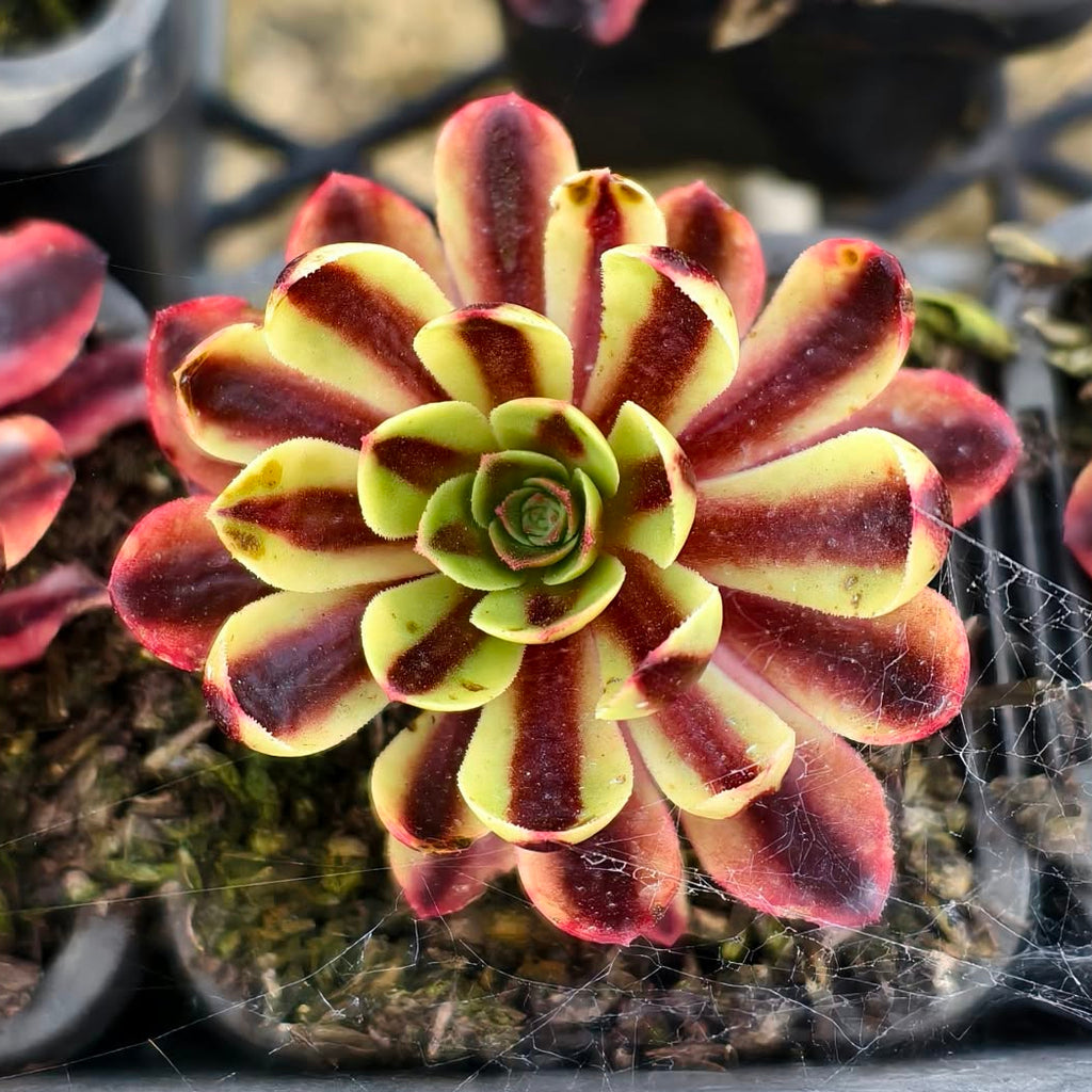 [PACK of 10 PLANTS] x  Aeonium 'Superbang'