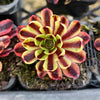 Aeonium 'Superbang'
