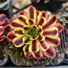 [PACK of 10 PLANTS] x  Aeonium 'Superbang'