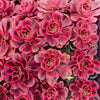 Aeonium 'Pink Witch'
