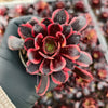 [PACK of 10 PLANTS] x  Aeonium 'Superbang'