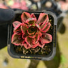 Aeonium 'Green Tea'