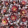 [PACK of 10 PLANTS] x  Aeonium 'Superbang'