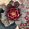 Aeonium 'Superbang'