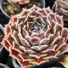 Echeveria 'HELENA'