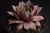 Sempervivum 'Rubrum Ray'