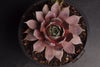 Sempervivum 'Rubrum Ray'