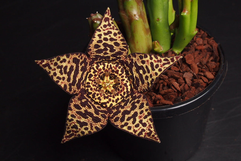 Stapelia Orbea Variegata (Starfish Flower)