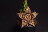 Stapelia Orbea Variegata (Starfish Flower)