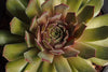Sempervivum ' Purdy's '