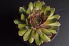 Sempervivum ' Purdy's '