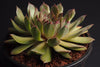 Sempervivum ' Purdy's '