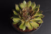 Sempervivum ' Purdy's '