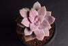 Graptopetalum pentandrum ssp superbum (S)(E3)