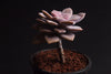 Graptopetalum pentandrum ssp superbum (S)(E3)