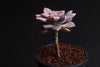 Graptopetalum pentandrum ssp superbum (S)(E3)