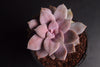 Graptopetalum pentandrum ssp superbum (S)(E3)