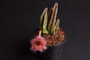 Stapelia gettleffii  (Starfish Flower)