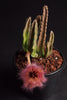 Stapelia gettleffii  (Starfish Flower)