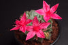 Graptopetalum bellum (Syn: Tacitus bellus)