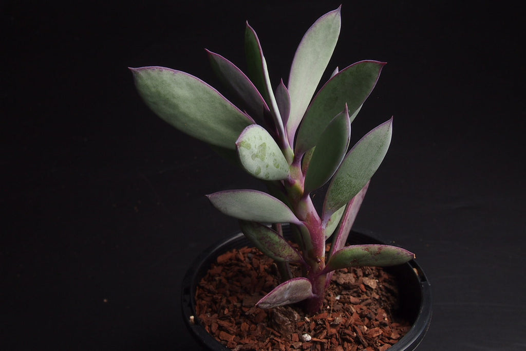 Senecio crassissimus