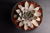 Sempervivum 'Rubrum Ray'