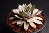 Sempervivum 'Rubrum Ray'