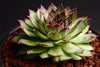 Sempervivum 'Bronco'