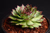 Sempervivum 'Bronco'