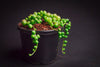 Senecio rowleyanus (String of Pearls)