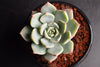 Graptoveria cv. 'Titubans'
