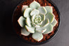 Graptoveria cv. 'Titubans'