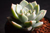 Graptoveria cv. 'Titubans'