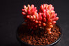 Sedum rubrotinctum 'Aurora'-(PLANT)(Pink Jelly Beans)