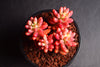 Sedum rubrotinctum 'Aurora'-(PLANT)(Pink Jelly Beans)