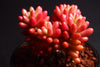 Sedum rubrotinctum 'Aurora'-(PLANT)(Pink Jelly Beans)