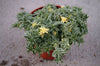 Sedum lineare f. variegatum (C27)